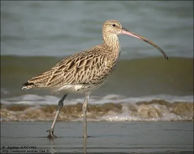 Reconnaissez-vous cet oiseau limicole ?
