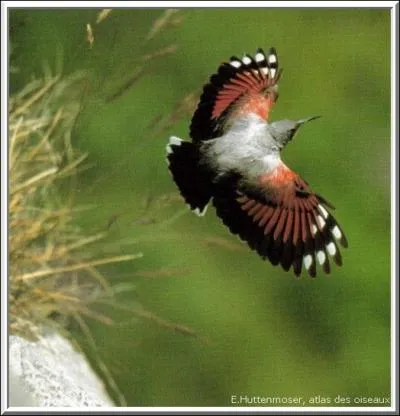 Quel est cet oiseau trs color ?