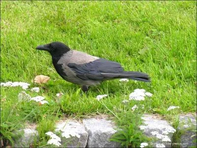 Quel oiseau suis-je ?