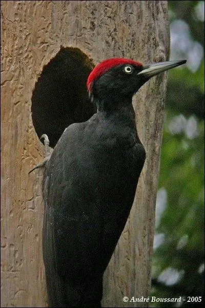 Je suis un pic, mais lequel ?