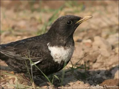 Quel est cet oiseau ?