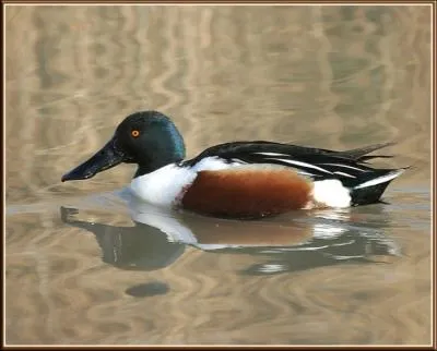 Canard, oui , mais lequel ?
