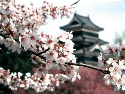 Monarchie, Nintendo, les plaques tectoniques, la crmonie du th