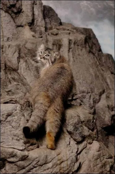 L'animal de la photo l'apprcie normment !