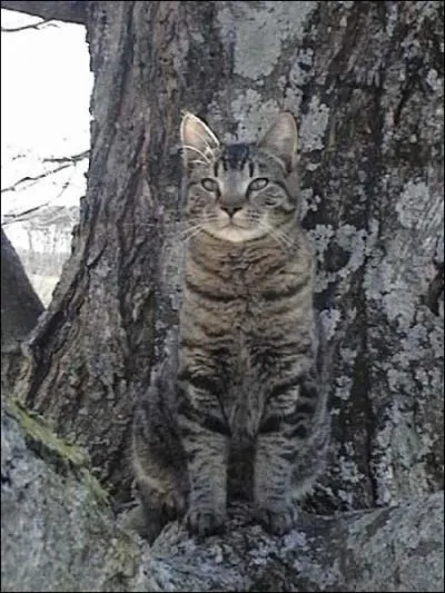 En quelque sorte, il fait office de ... sous-pape !