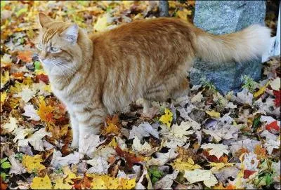 C'est une question trs nasale, alors ne rpondez pas au pif, et vous serez pat de la rponse !