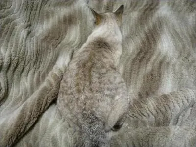 Si vous ne trouvez pas la rponse, je ferai comme Sartre, je m'en frotterai les mains !