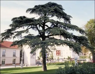 Comment s'appelle cet arbre magnifique, dont on faisait des plafonds et des meubles en Egypte ancienne ? On l'importait pour cela de notre Liban actuel.