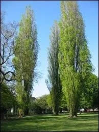 Quel est cet arbre, dit coupe-vent, en forme caractristique de fuseau ?