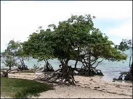 Cet arbre, qui pousse  moit dans l'eau, possde un nom assez compliqu, sur lequel on a mme fait une chanson dans une oprette. Quel est ce nom ?