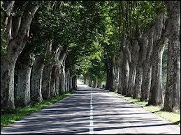 Comment s'appelle cet arbre, que Napolon III fit planter en grand nombre au bord des routes pour le confort des soldats ?