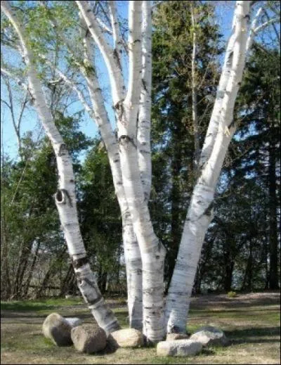Cet arbre est trs facile  reconnatre avec son tronc trs clair. Quel est son nom ?