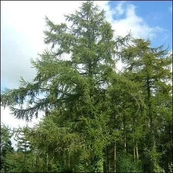 Comment s'appelle ce conifre des montagnes ?