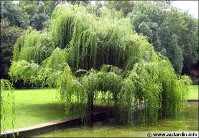 Comment s'appelle cet arbre, qu'on trouve frquemment au bord de nos rivires ?