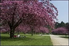 Quel est cet arbre dont le fruit est synonyme de malchance en argot ?