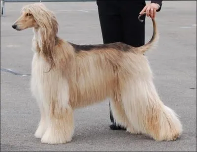 Quel est ce lvrier  grands poils (voir photo) ?