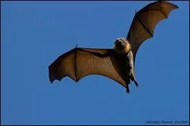 Les chauves-souris volent comme les oiseaux, mais connaissez-vous le nombre maximal d'œufs qu'elles peuvent pondre en une seule fois ?