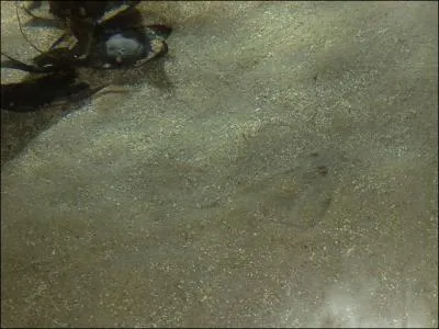 C'est vrai qu'on ne la voit pas beaucoup, mais tout de mme, c'est suffisant pour identifier ...