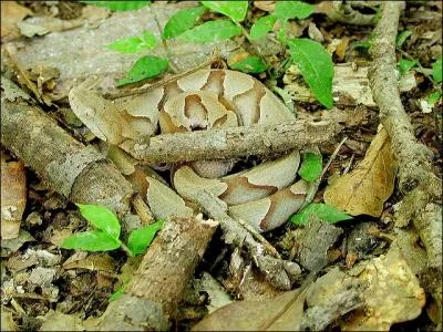 Attention en marchant, la plupart du temps, s'il ne bouge pas, on ne repre pas cet animal !