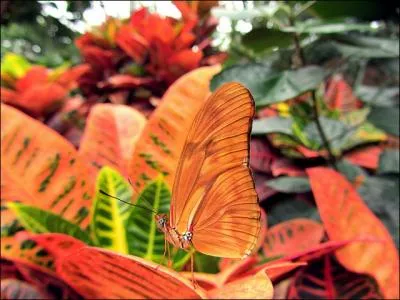 Sortez de votre chrysalide pour donner le nom de cet insecte !
