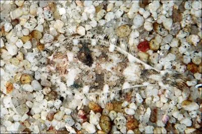 Une fois dans la pole, elle vous mettra l'eau  la bouche !