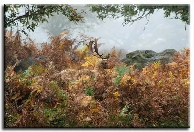 Regardez attentivement, des points blancs, des bois trs particuliers, de qui s'agit-il ?