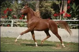 Quel est le nom de la robe d'un cheval tout marron ?