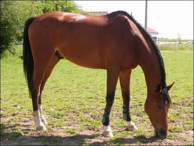 Quelle est la robe d'un cheval qui a les membres et les crins noir, et le reste marron ?