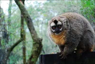 Parmi ces divers aliments, lequel est parfois victime de l'appel du ventre d'un douroucouli ?