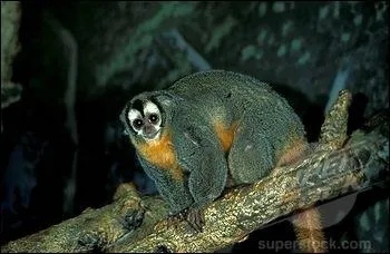 Sur quelle partie du continent amricain a-t-il lu domicile ?