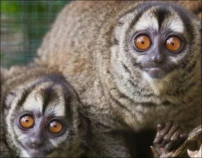 Un primate plutt petit, mais quelle taille fait-il  l'ge adulte ?