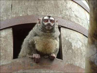 Quelle partie de son anatomie est plutt grande par rapport  la taille de son corps ?