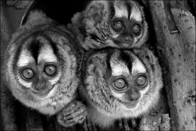 Le douroucouli est un animal qui :