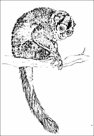 A l'aide de son gosier, le douroucouli peut produire des sons trs varis.