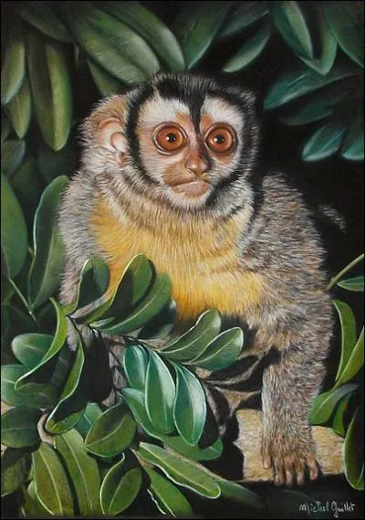 Le douroucouli est un animal solitaire trs peu sociable.