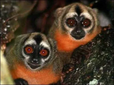 Suite  l'accouplement, la mman garde le petit dans son ventre. Mais combien de temps dure la gestation ?