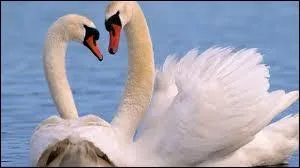 Quels sont ces animaux ?