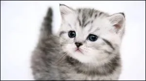 Quel est cet animal ?