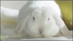 Le lapin est...