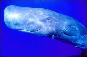 Pouvez-vous identifier ce mammifre marin galement en grand danger ?