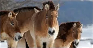 Quel est le nom de cet quid en voie d'extinction ?