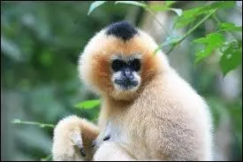 Pouvez-vous donner le nom de ce primate menac d'extinction ?