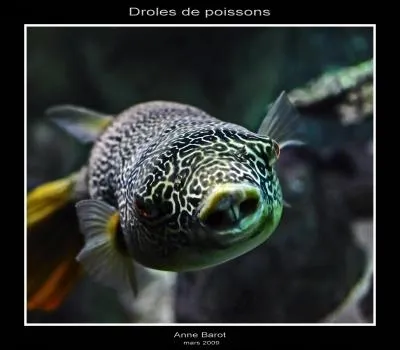 Mais qu'il est ttu, Keke33000 ! Il arrive deuxime lors de ce concours de pche. Il a d'ailleurs pch un chabot, ou aussi appel :