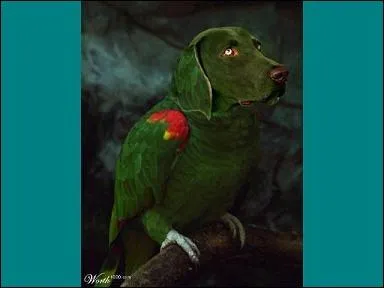 On a d parler de lui  la presse ! Clickeur et Luffymaxime sont jeunes et pleins de potentiel. Tiens, a me fait penser  un clbre quotidien kinois :