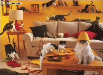 MarieAnne et Enilora aiment les chats, Buddy et Nwt aiment les chiens. Pour qu'ils s'entendent, Lotoise a dit qu'il vaut mieux que chats et chiens soient :