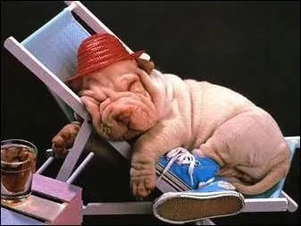  l'aventure ! Aime fait n'importe quel quiz et Euphrasie est une experte en dfis. Elle me met toujours K. -O. ! En fait,  K. -O.   veut dire :