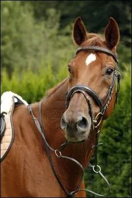 Quand un cheval a les oreilles pointes franchement en avant et la nuque soutenue, qu'est-ce que a signifie ?