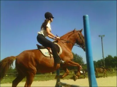 De quelle couleur est le cheval sur la photo?