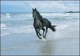  quelle allure va ce cheval ?