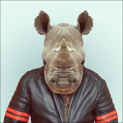 La ... ... ... . de cet animal est en forte diminution !